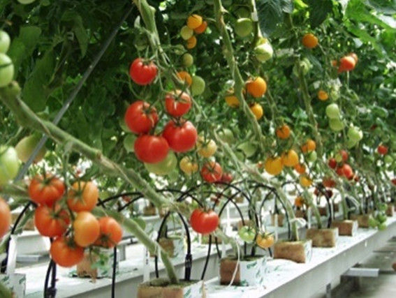 Nghiên cứu ứng dụng công nghệ cao trong sản xuất một số loại rau phục vụ nội tiêu và xuất khẩu ở các tỉnh phía Bắc